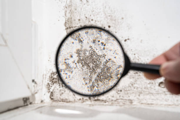 Best Environmental Consulting for Mold Prevention  in Delaware, OH