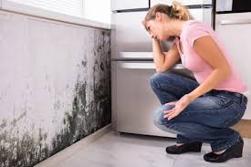 Best Mold Odor Removal Services  in Delaware, OH